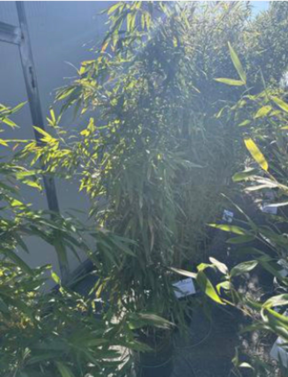 Green Bamboo Phyllostachys bissetii