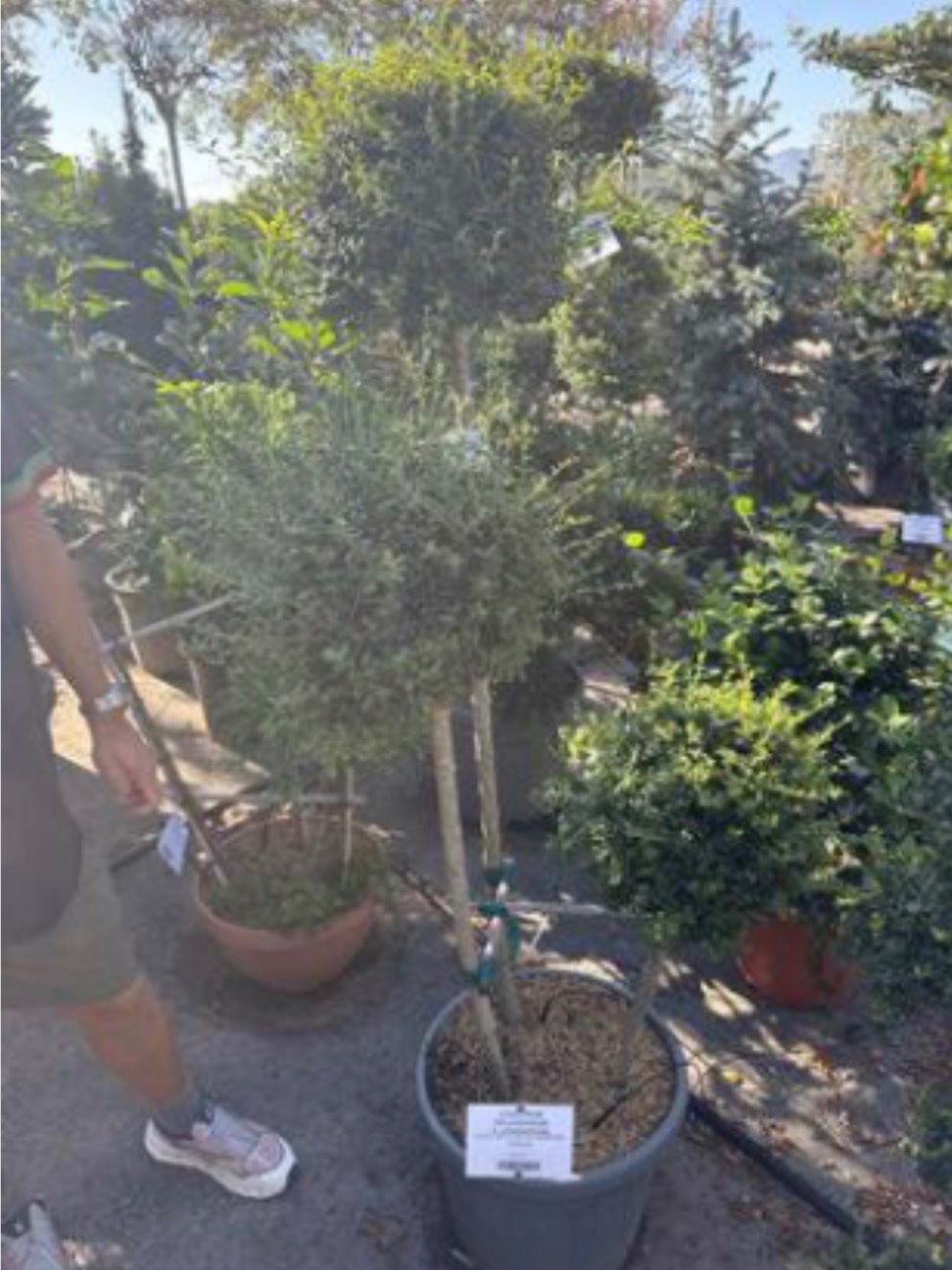 Ligustrum japonicum