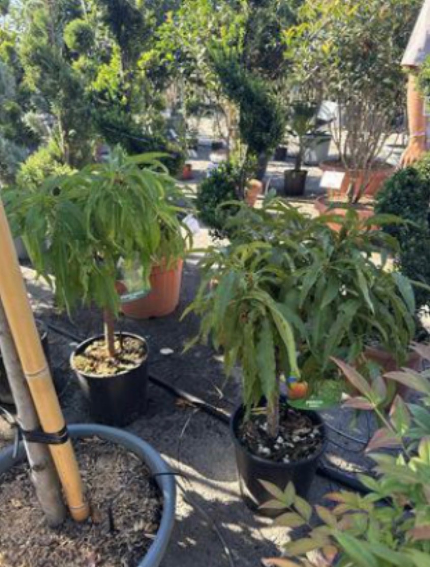 Peach and Nectarine mix (Stem 30)