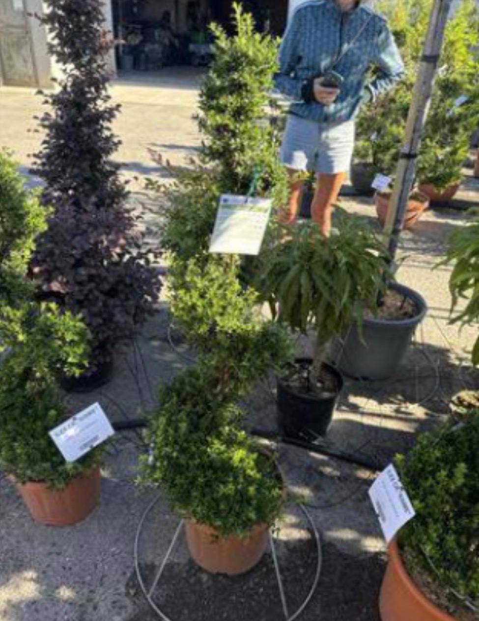 Ilex crenata 'Kinme'