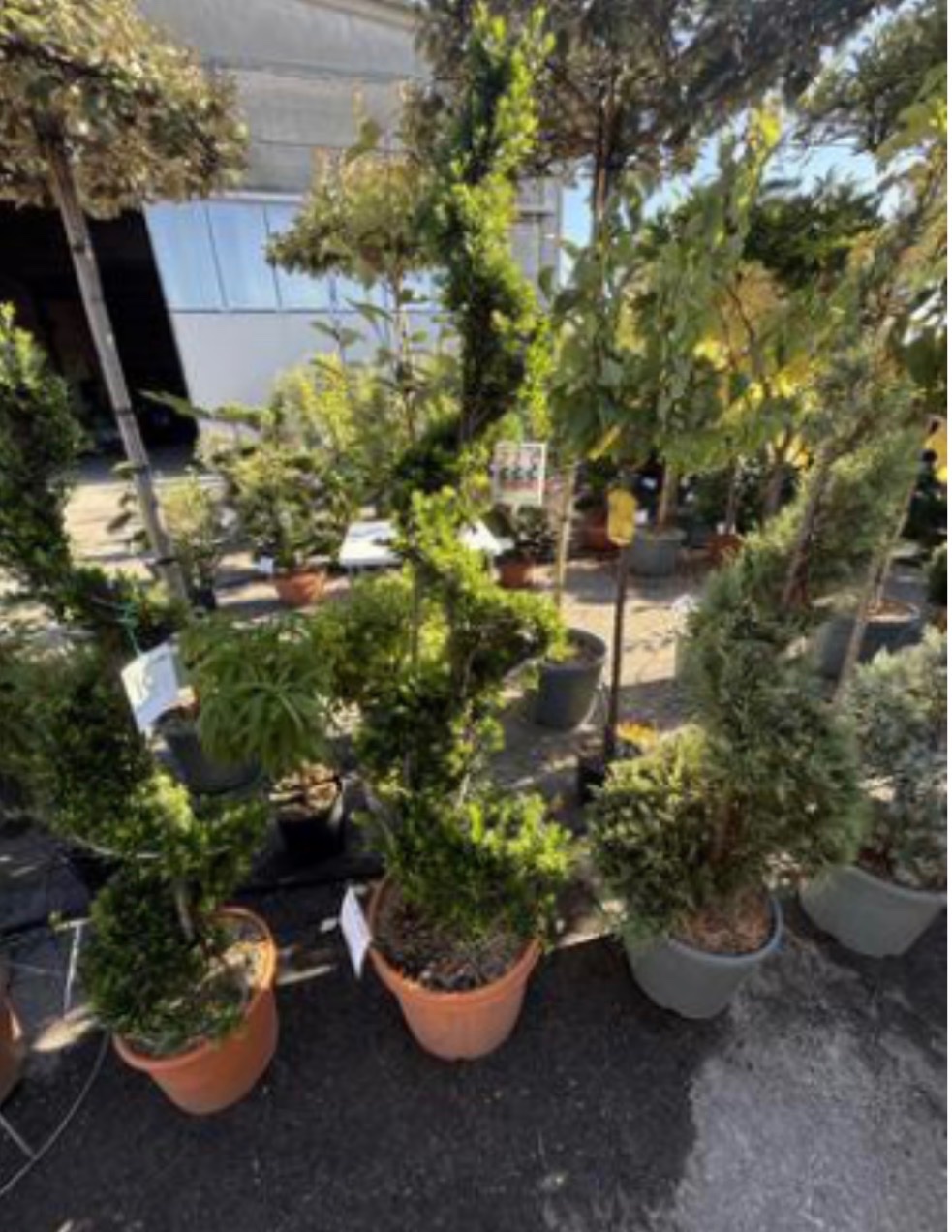 Ilex crenata 'Kinme'