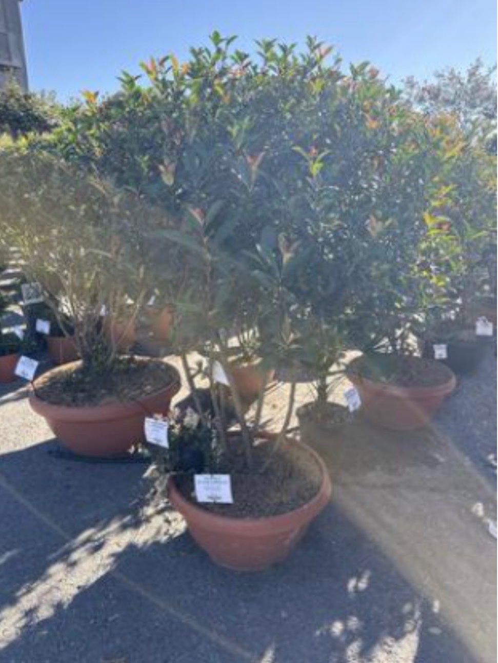 Photinia 'Compacta'