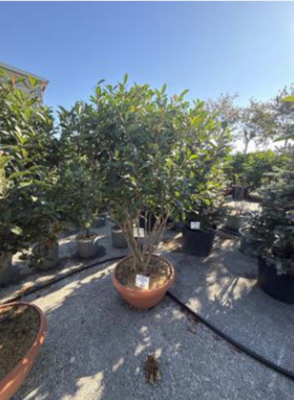 Photinia 'Red Robin'