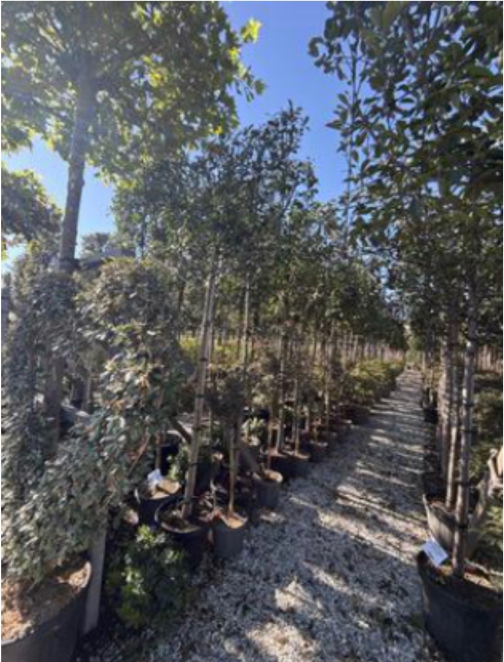 Photinia 'Red Robin' Pleach