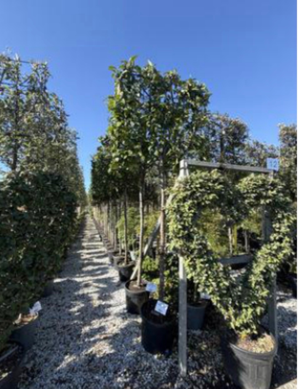 Prunus Novita Pleach (Laurel)