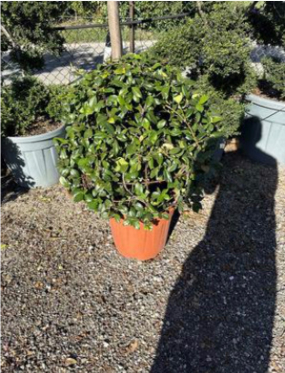 Trachelospermum Star jasmine (Ball)