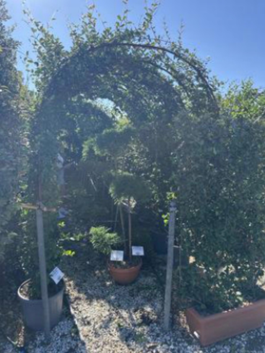 Trachelospermum Star jasmine (Arch 40cm Wide)