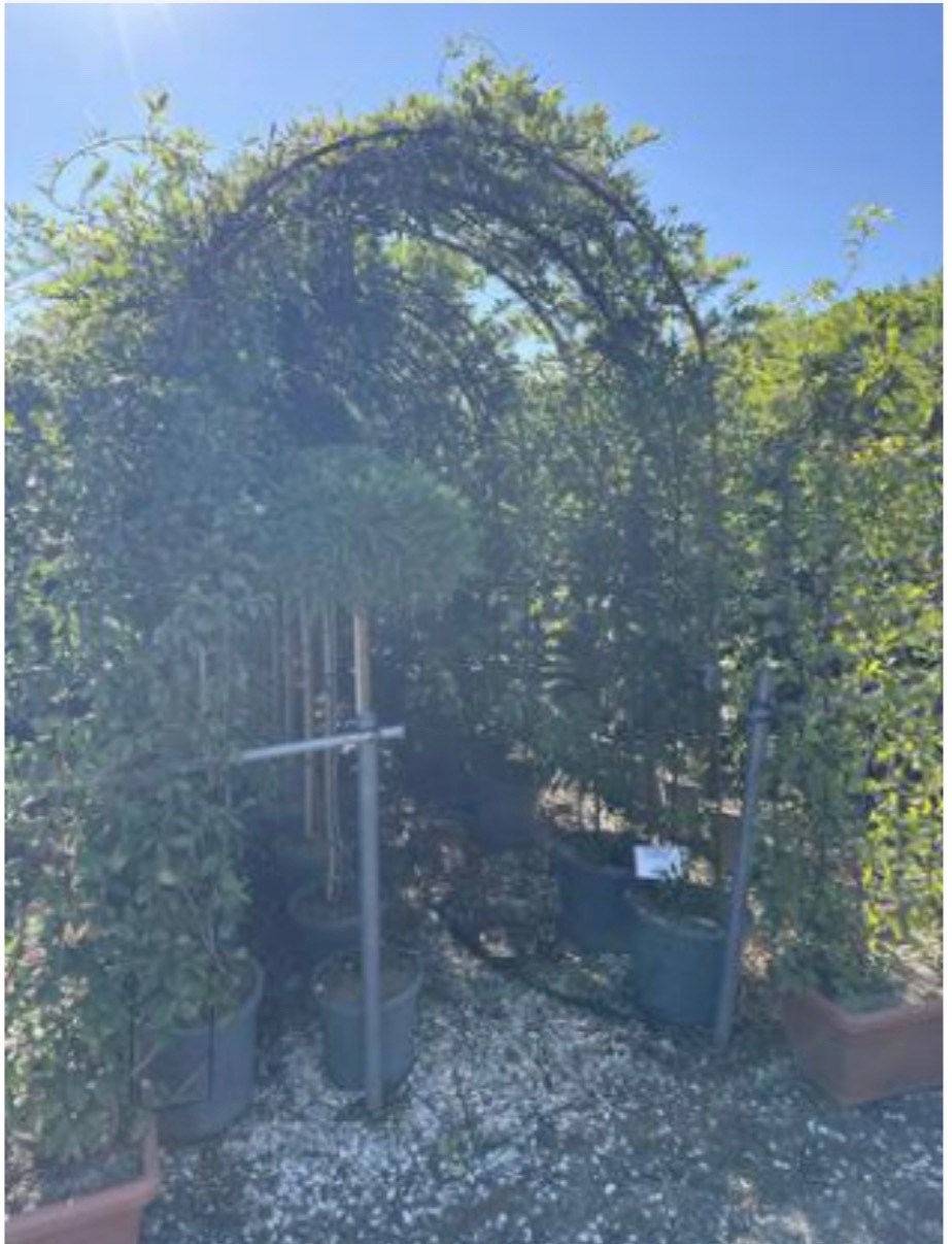 Wisteria (Arch 40cm Wide)