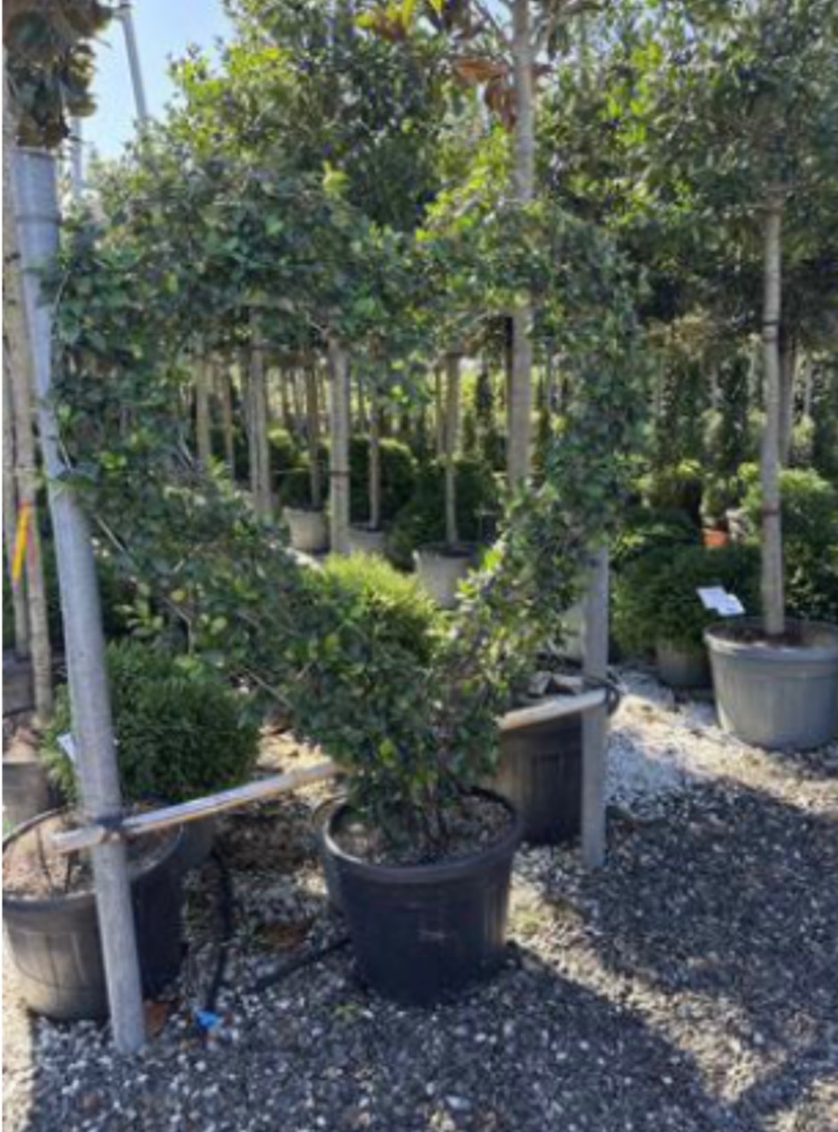 Trachelospermum Star jasmine (Heart shape)