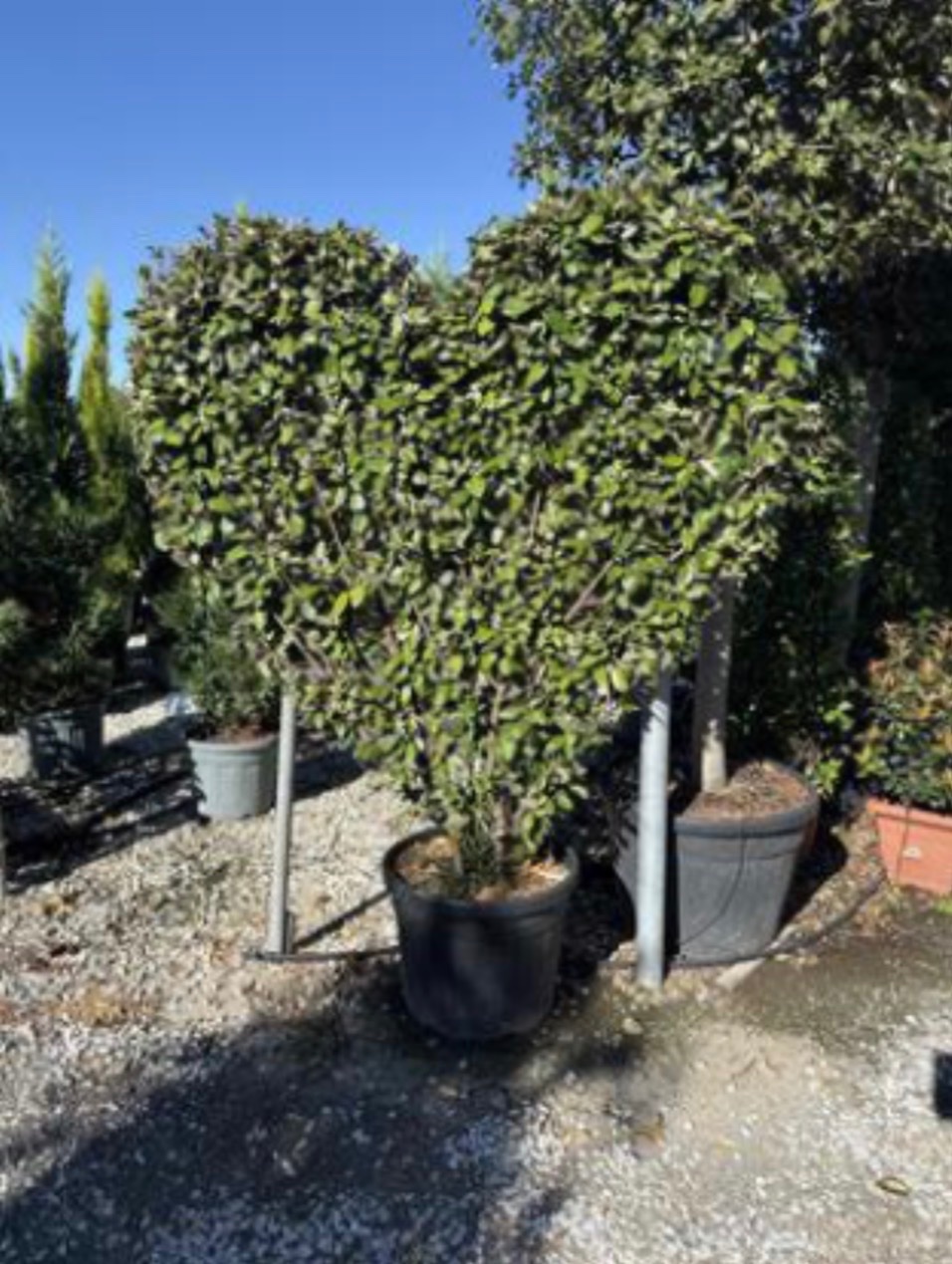 Elaeagnus Heart Shape