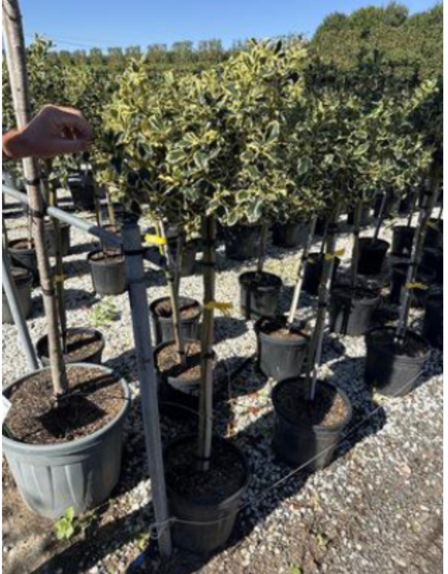 Ilex aquifolium 'Argentea Marginata' Standard