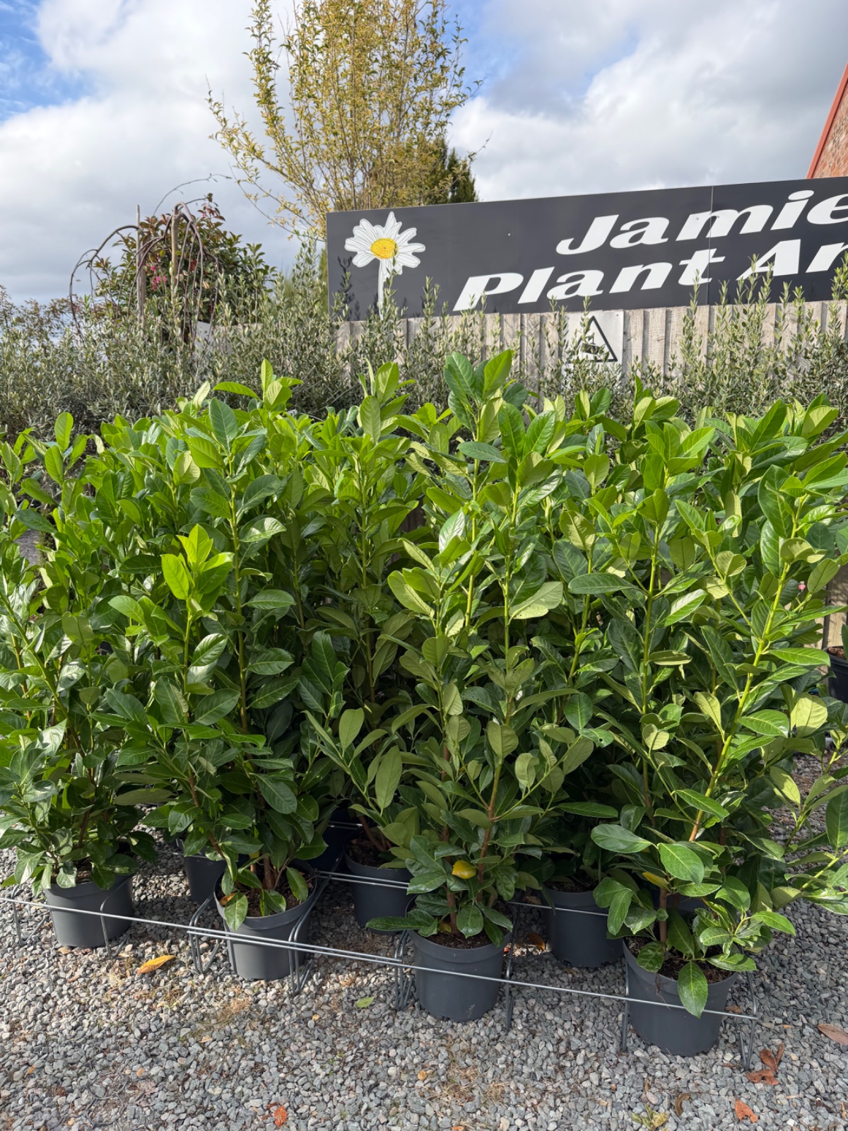 Cherry Laurel
