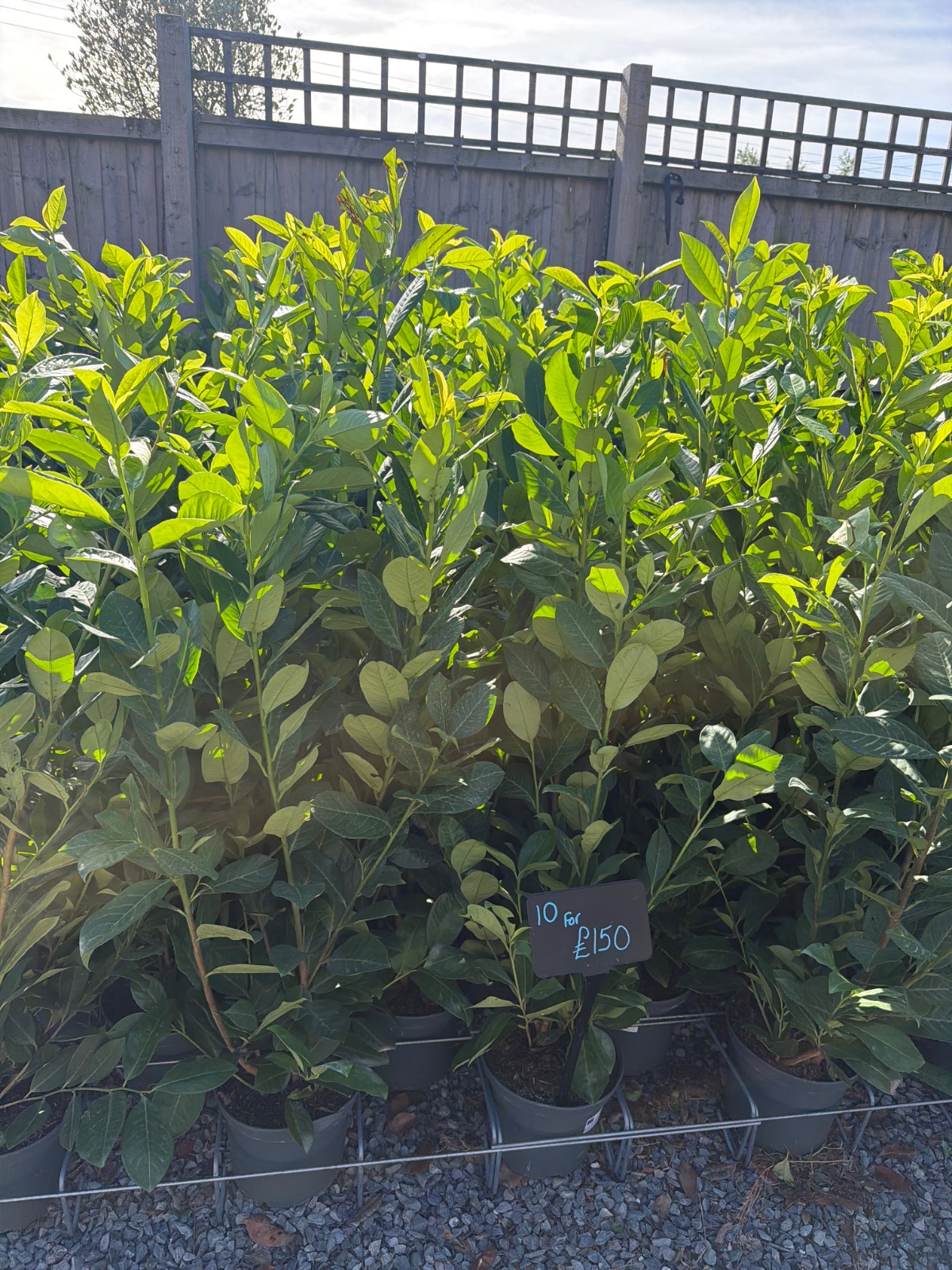 Cherry Laurel